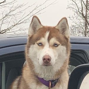 Meet your Posher, Jules